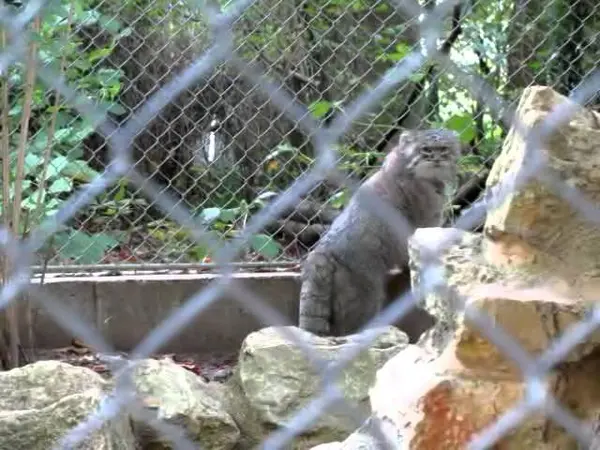 ミュルーズ動物学・植物公園のウラルの動画