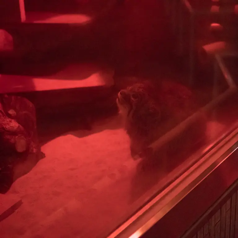 恩賜上野動物園のナイマの写真