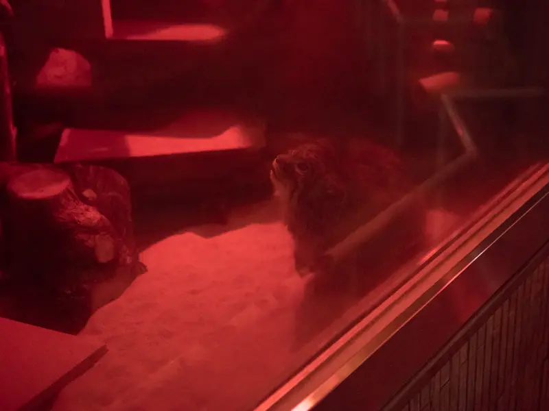 恩賜上野動物園のナイマの写真