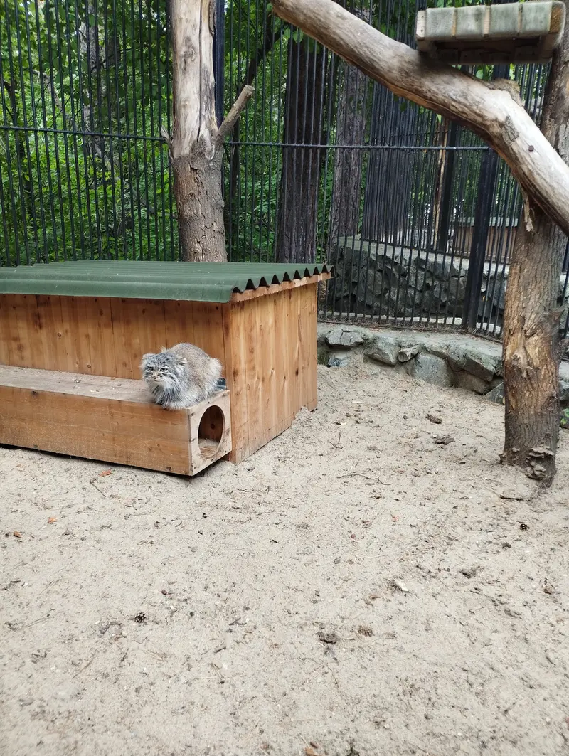 ノヴォシビルスク動物園のマヌルネコの写真