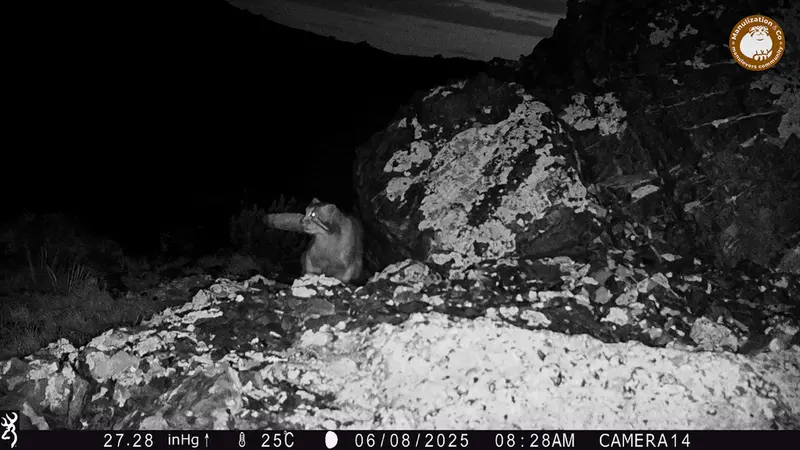 ジランディカメラトラップで撮影したOtocolobus manul manulの写真