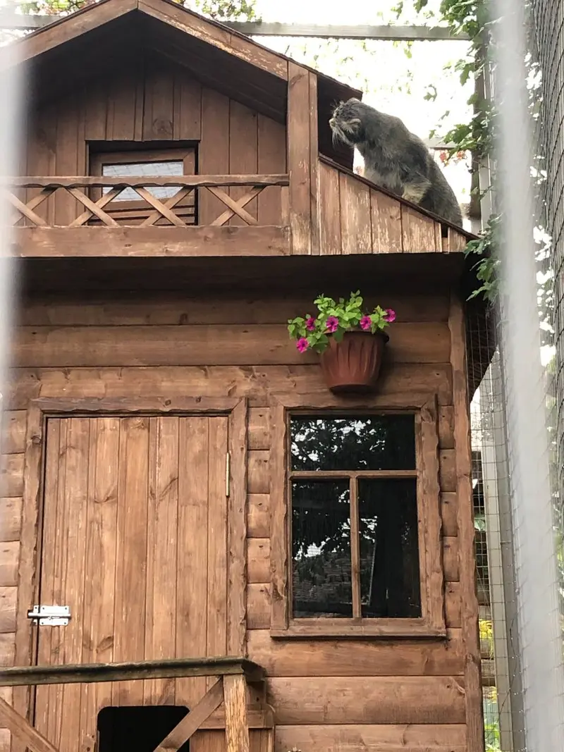 イジェフスク動物園（ウドムルト動物園）のアルタイの写真