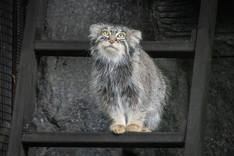 モスクワ動物園のティモフェイの写真