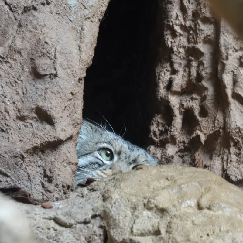 バーミングハム動物園のバタールの写真