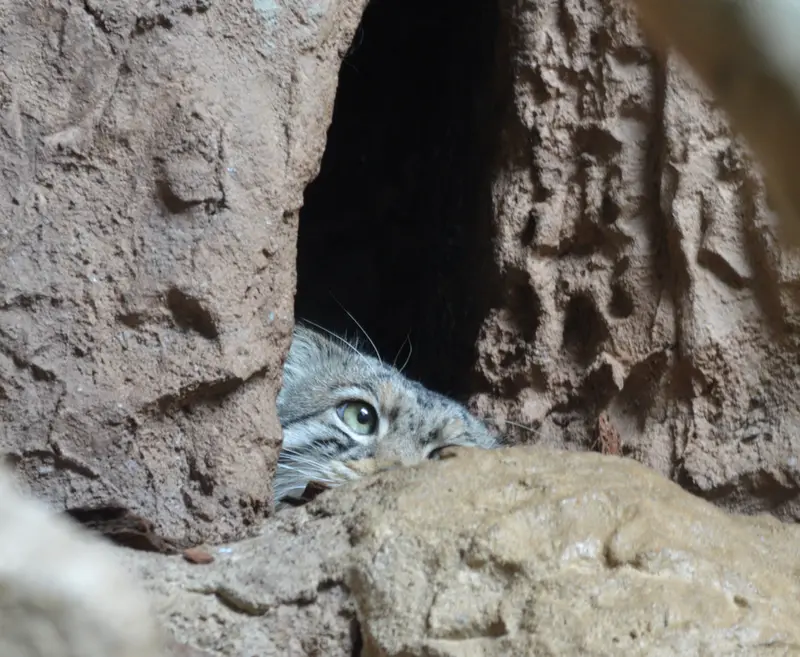 バーミングハム動物園のバタールの写真