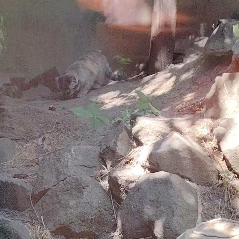 ブダペスト動物園＆植物園のマヌルネコの写真