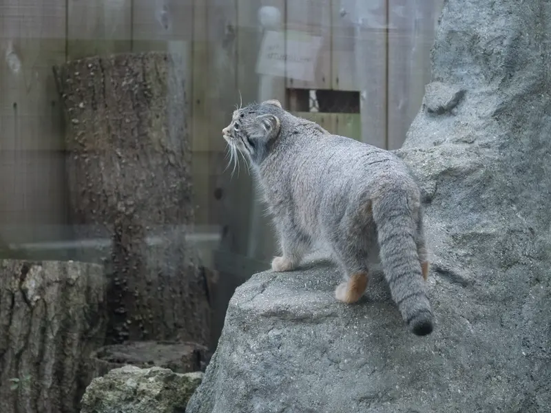 埼玉県こども動物自然公園のオトの写真