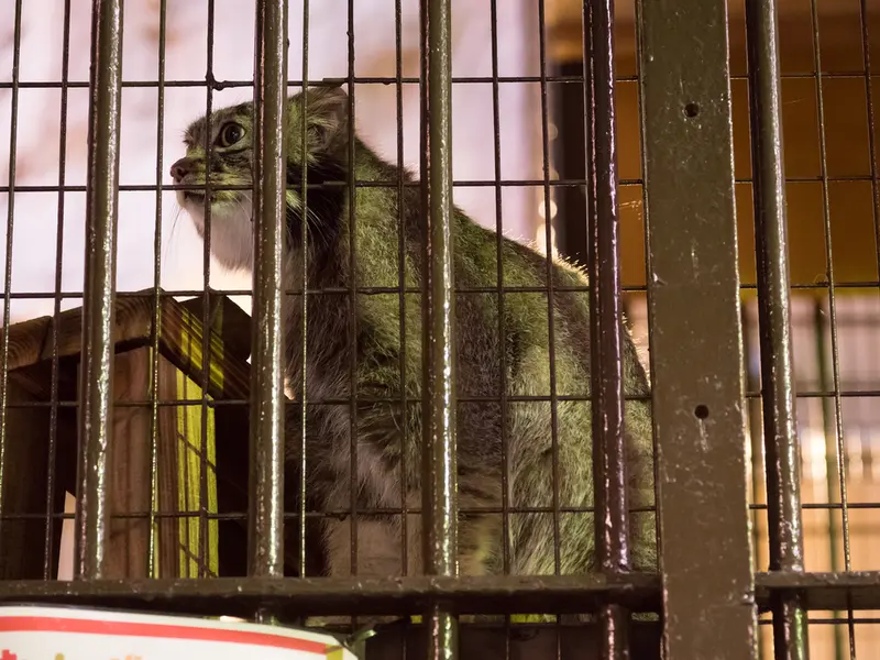 野毛山動物園のフィーガの写真