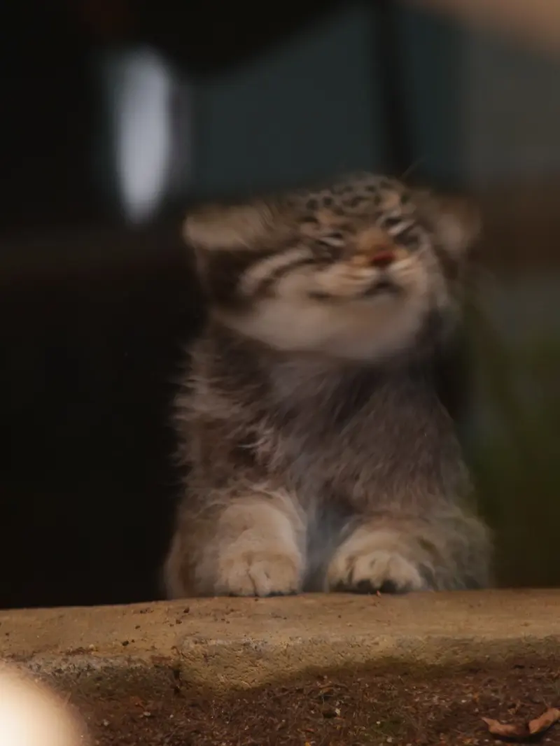神戸市立王子動物園のイーリスの写真