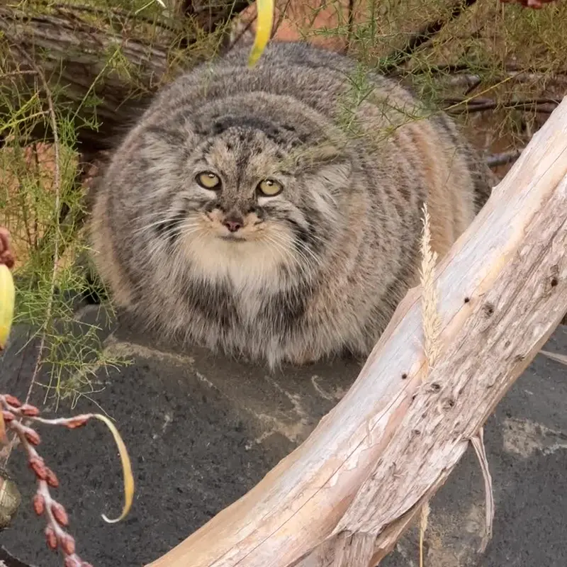 プラハ動物園のマヌルネコの写真