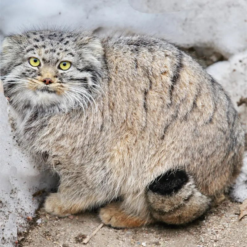 カラコル動物園のクニャージュナ・カラコリスカヤの写真
