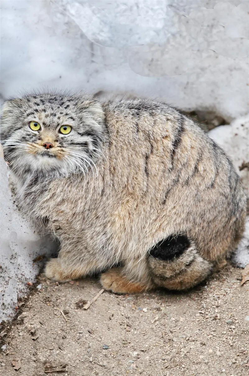 カラコル動物園のクニャージュナ・カラコリスカヤの写真