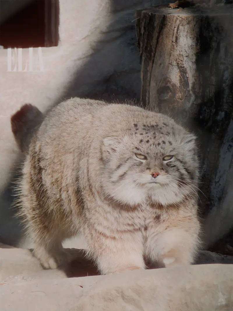 カルガリー動物園 / ワイルダー研究所のオラフの写真