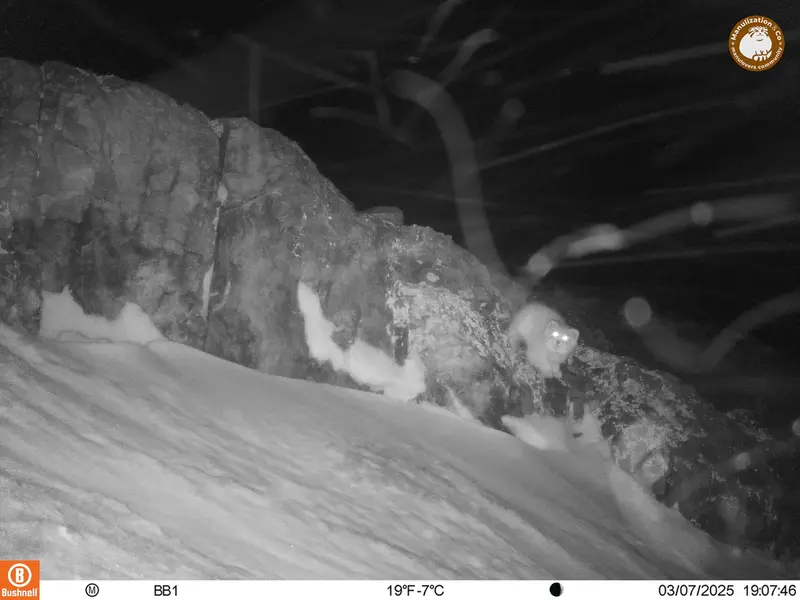 アクタス＝クンコラ［新］カメラトラップで撮影したOtocolobus manul manulの写真