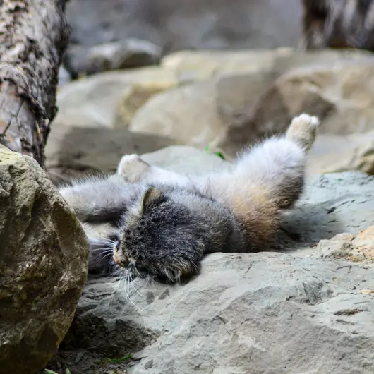 カルガリー動物園 / ワイルダー研究所のオラフの写真