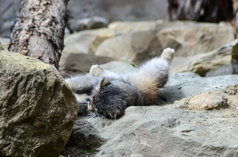 カルガリー動物園 / ワイルダー研究所のオラフの写真