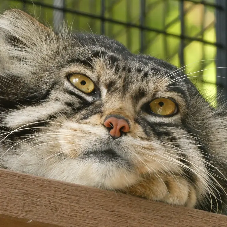 旭山動物園のグルーシャの写真