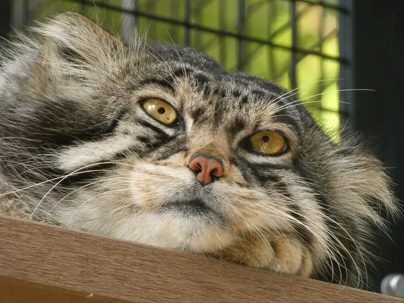 旭山動物園のグルーシャの写真