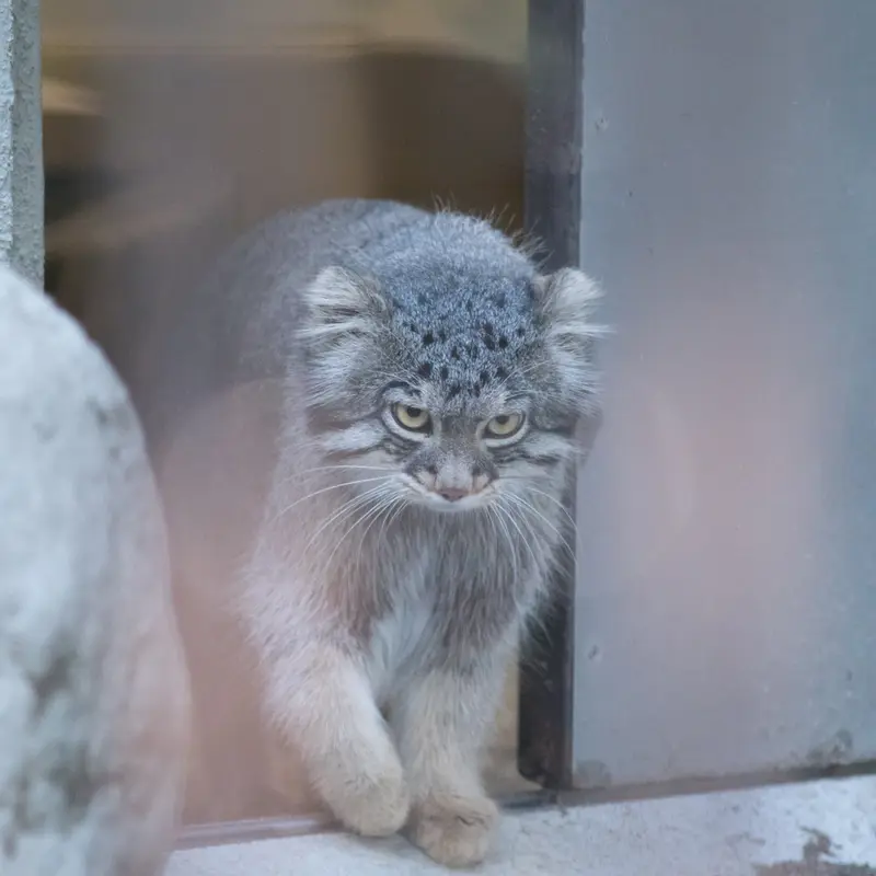 野毛山動物園のフィーガの写真