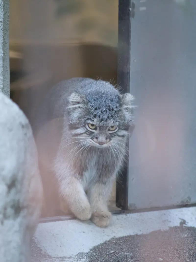 野毛山動物園のフィーガの写真