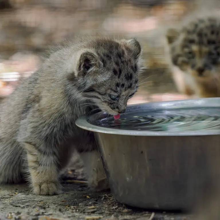 ブルノ動物園のマヌルネコの写真