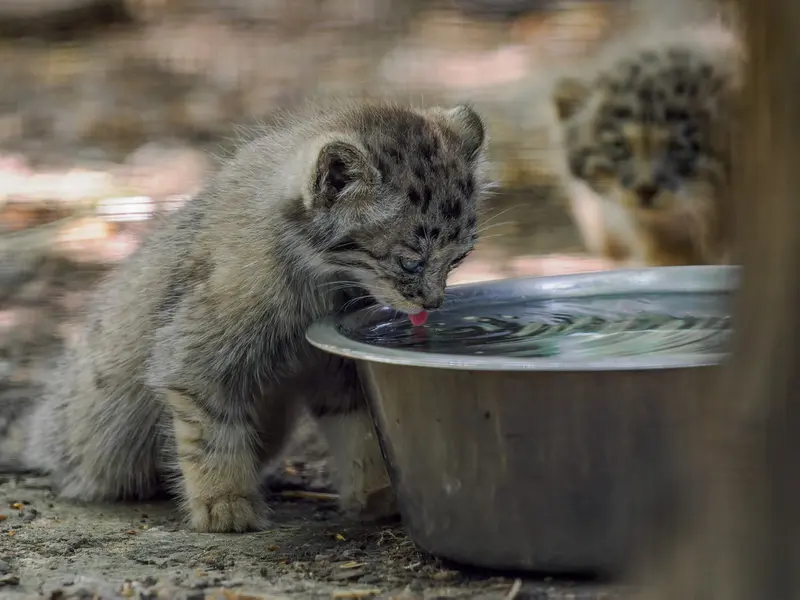 ブルノ動物園のマヌルネコの写真