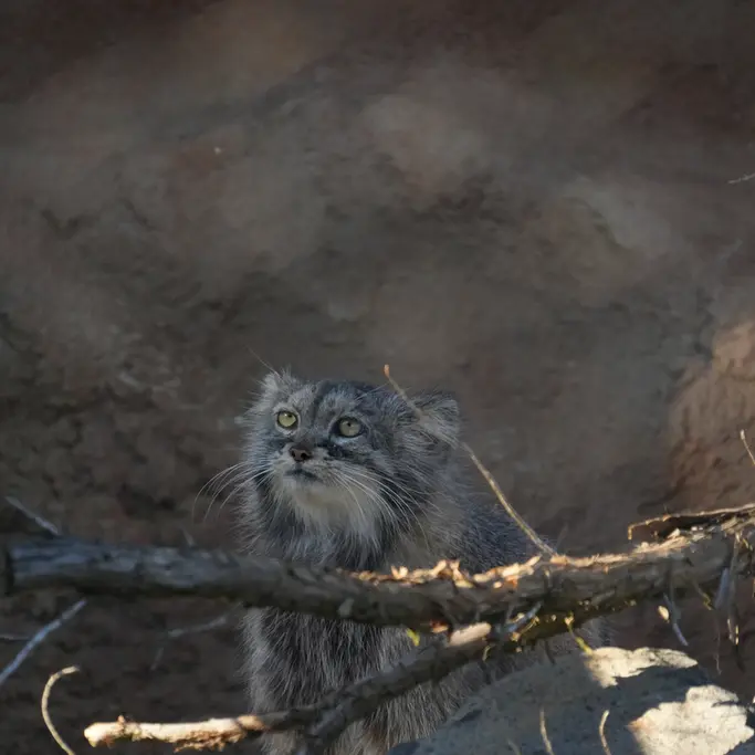 プラハ動物園のプリンセッサの写真