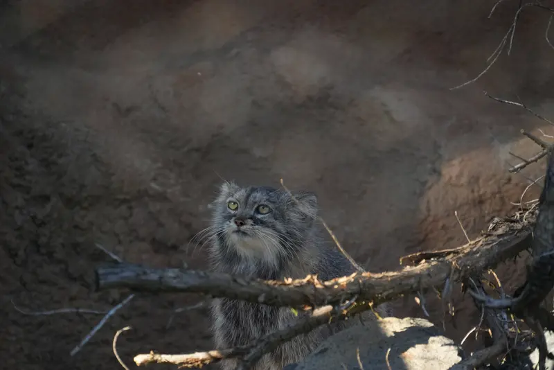 プラハ動物園のプリンセッサの写真
