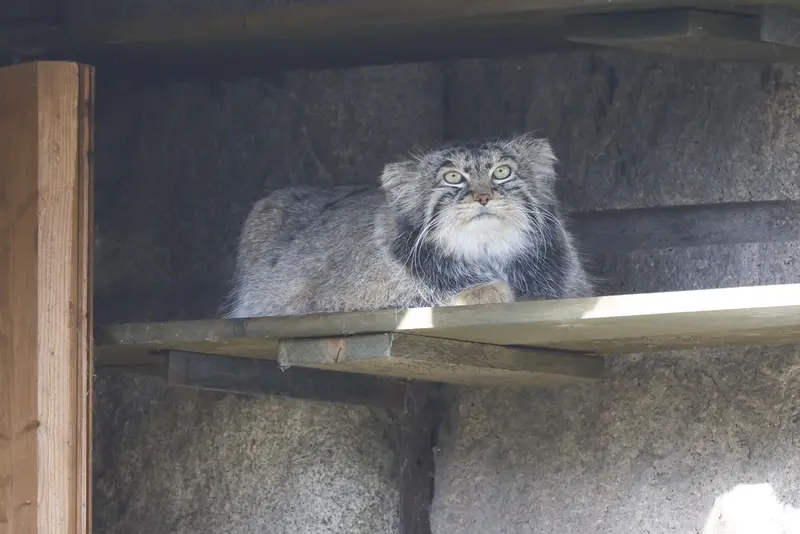 モスクワ動物園のティモフェイの写真
