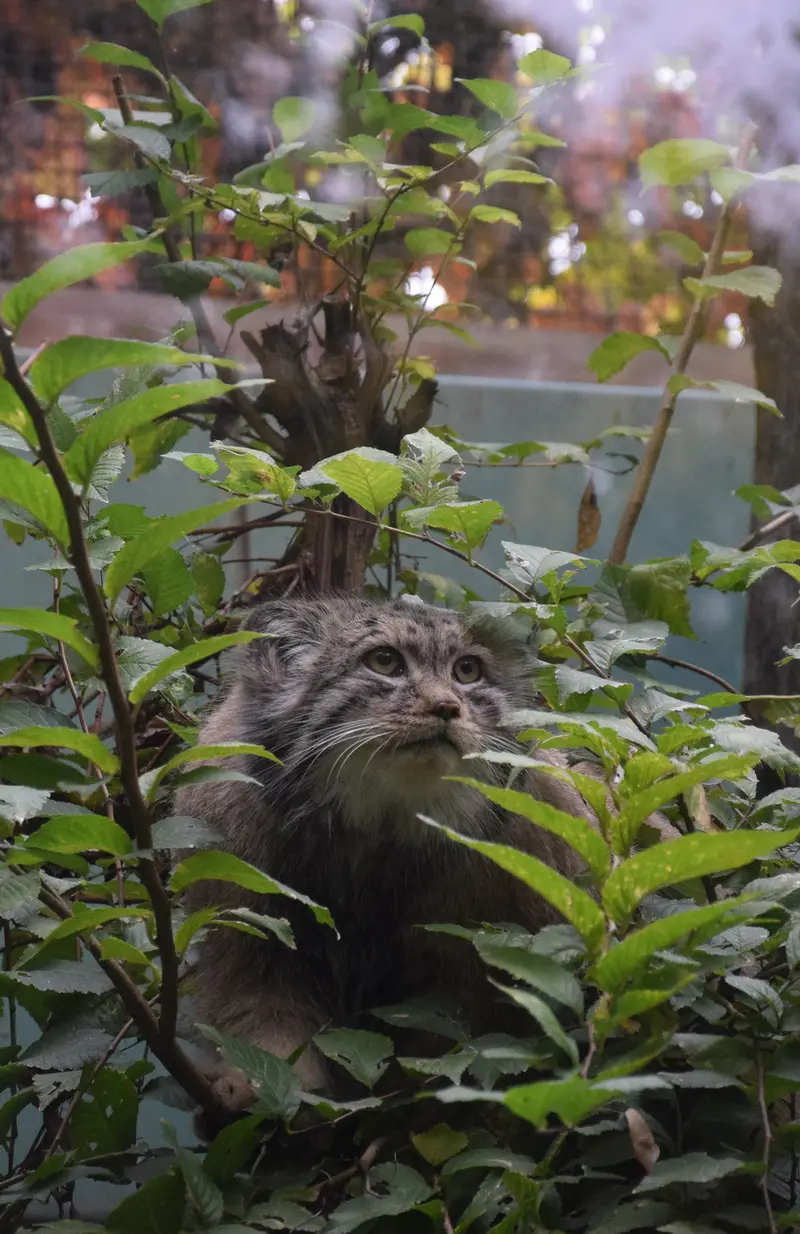 ブダペスト動物園・植物園のボフスの写真