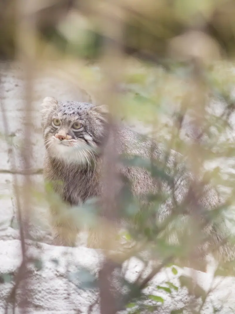 野毛山動物園のフィーガの写真