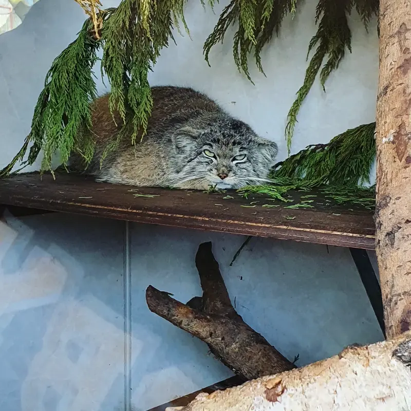 バナム動物園のマヌルネコの写真