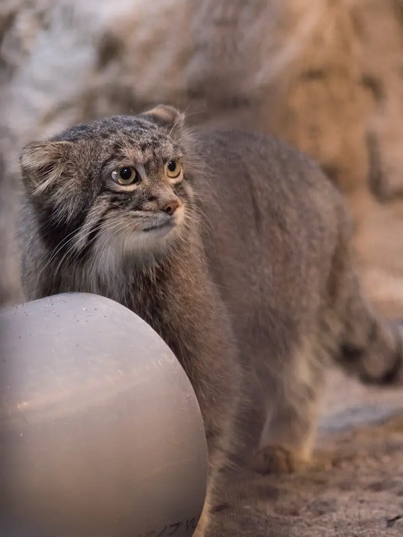 野毛山動物園のフィーガの写真