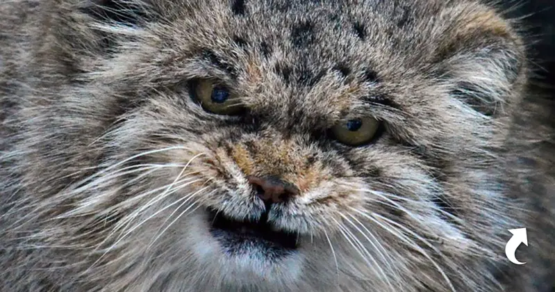 マヌルネコの写真