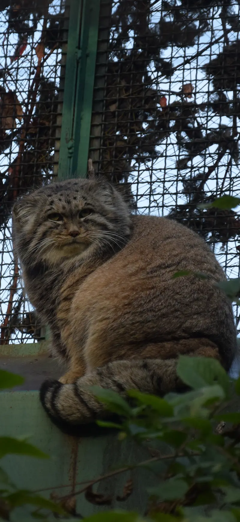 ブダペスト動物園・植物園のボフスの写真