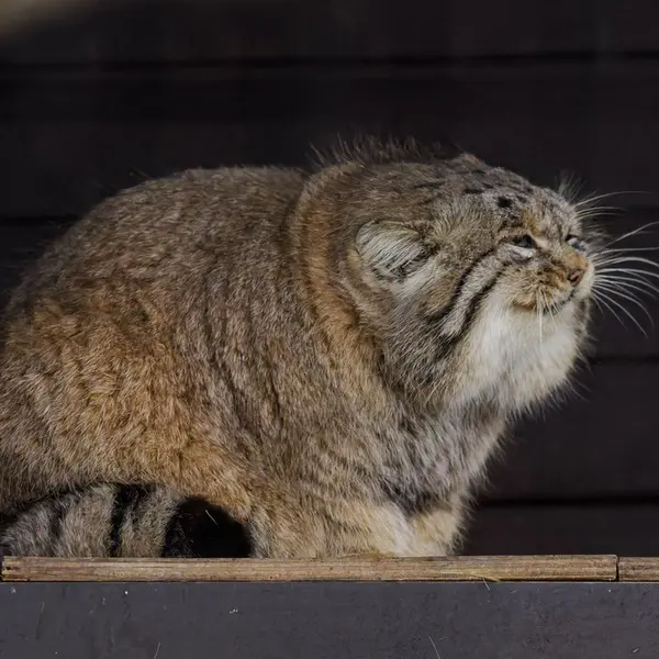 ブルノ動物園のムズタウの写真
