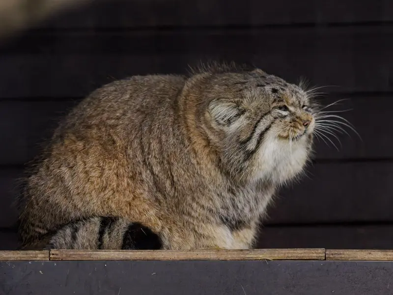 ブルノ動物園のムズタウの写真