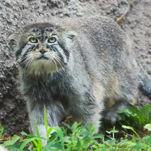 ユタズ・ホグル動物園のペテンカの写真