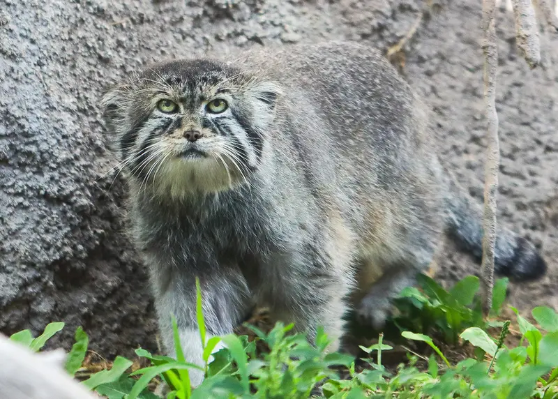 ユタズ・ホグル動物園のペテンカの写真