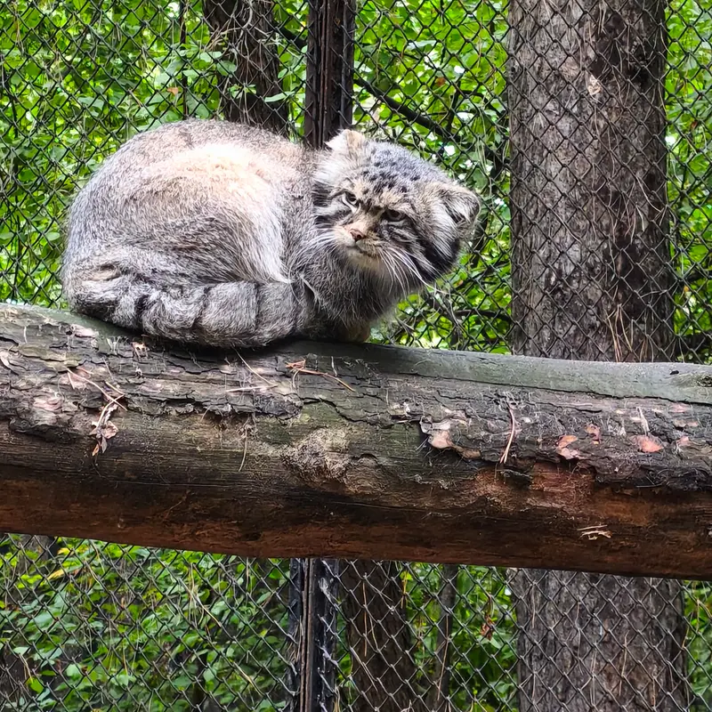 ノヴォシビルスク動物園のジョージの写真