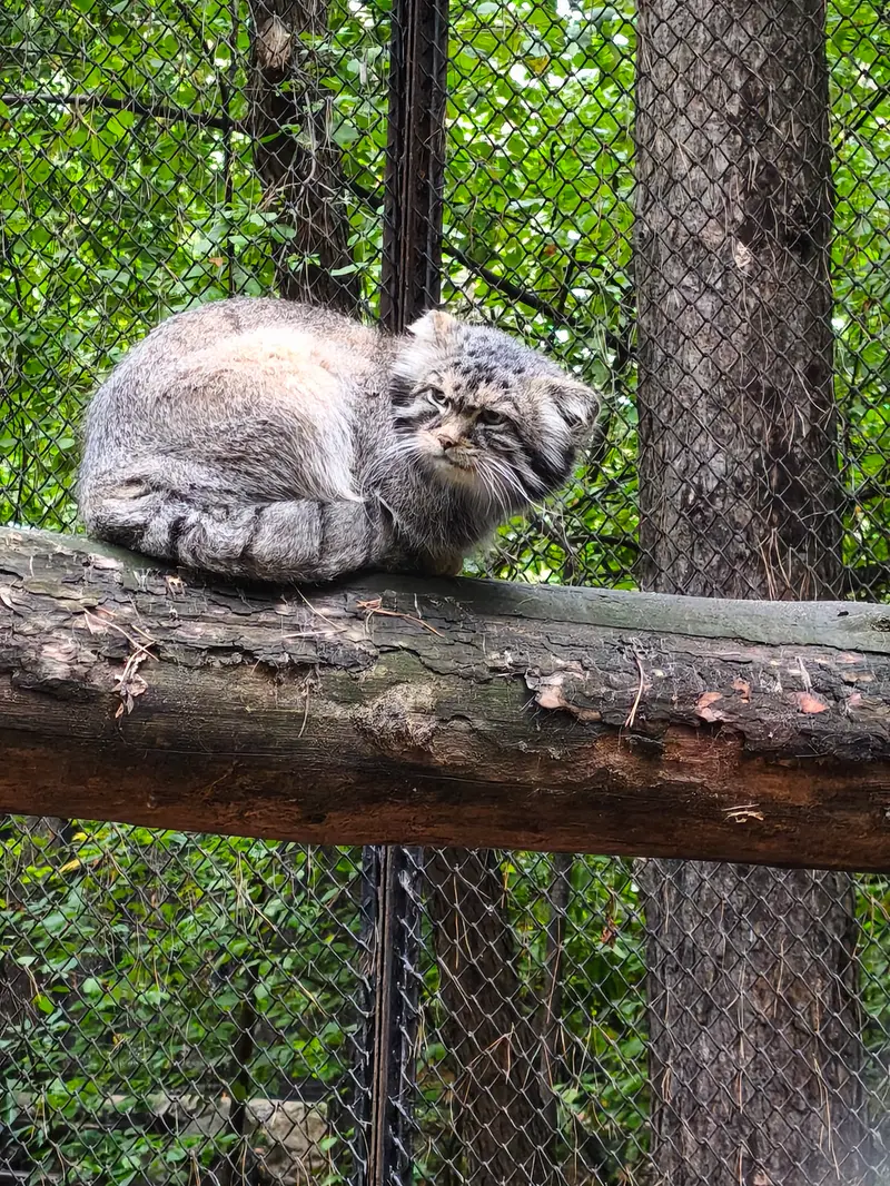 ノヴォシビルスク動物園のジョージの写真