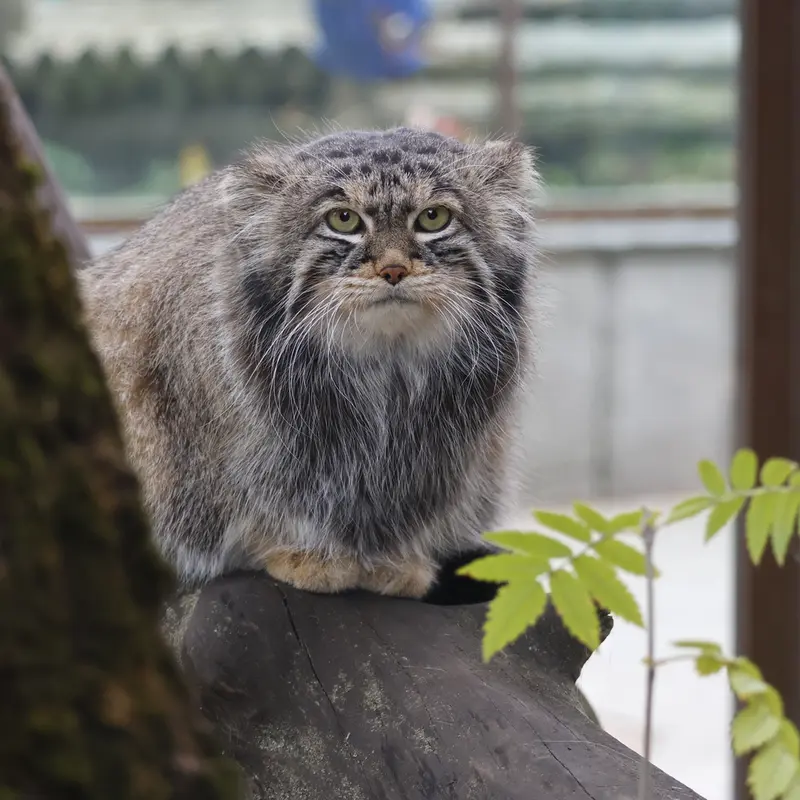 モスクワ動物園のティモフェイの写真