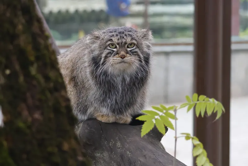 モスクワ動物園のティモフェイの写真