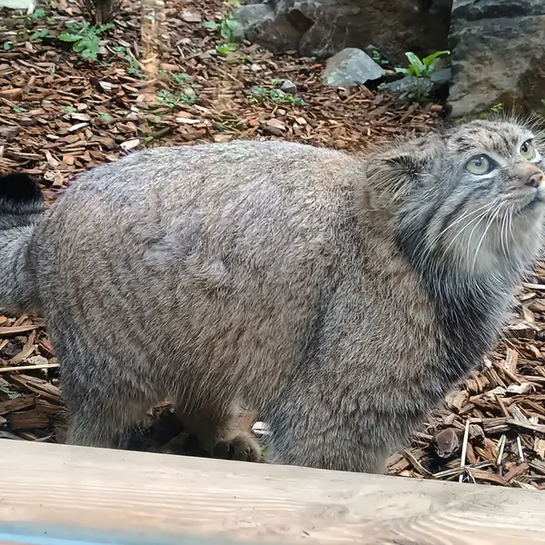 トレゴムール動物園のイフルの写真