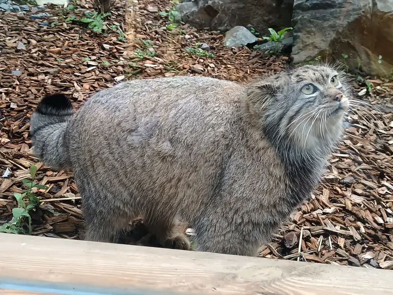 トレゴムール動物園のイフルの写真