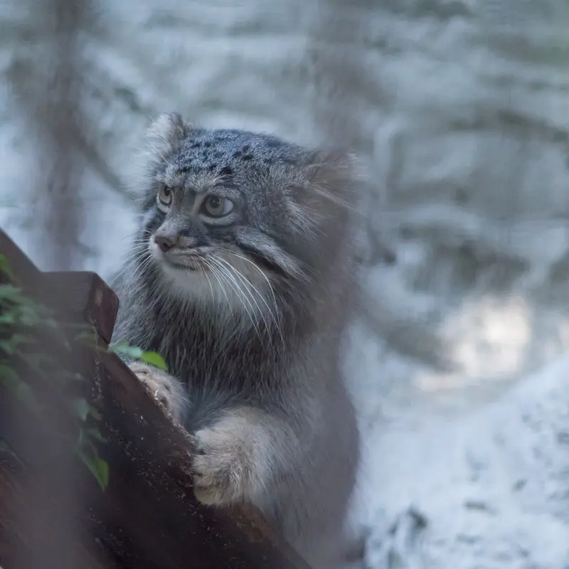 野毛山動物園のフィーガの写真