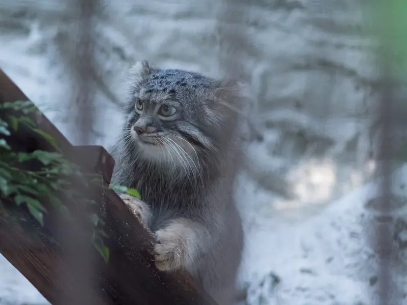 野毛山動物園のフィーガの写真