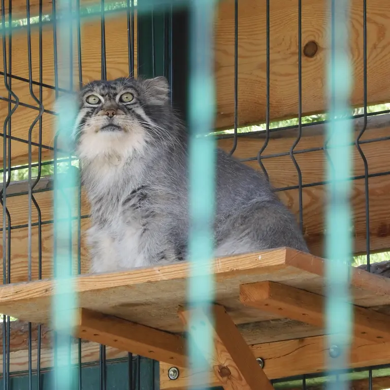 バルナウル動物園「レースナヤ・スカースカ」のチップの写真