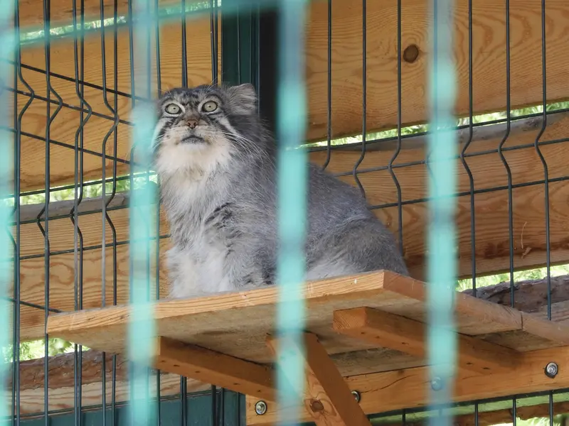 バルナウル動物園「レースナヤ・スカースカ」のチップの写真