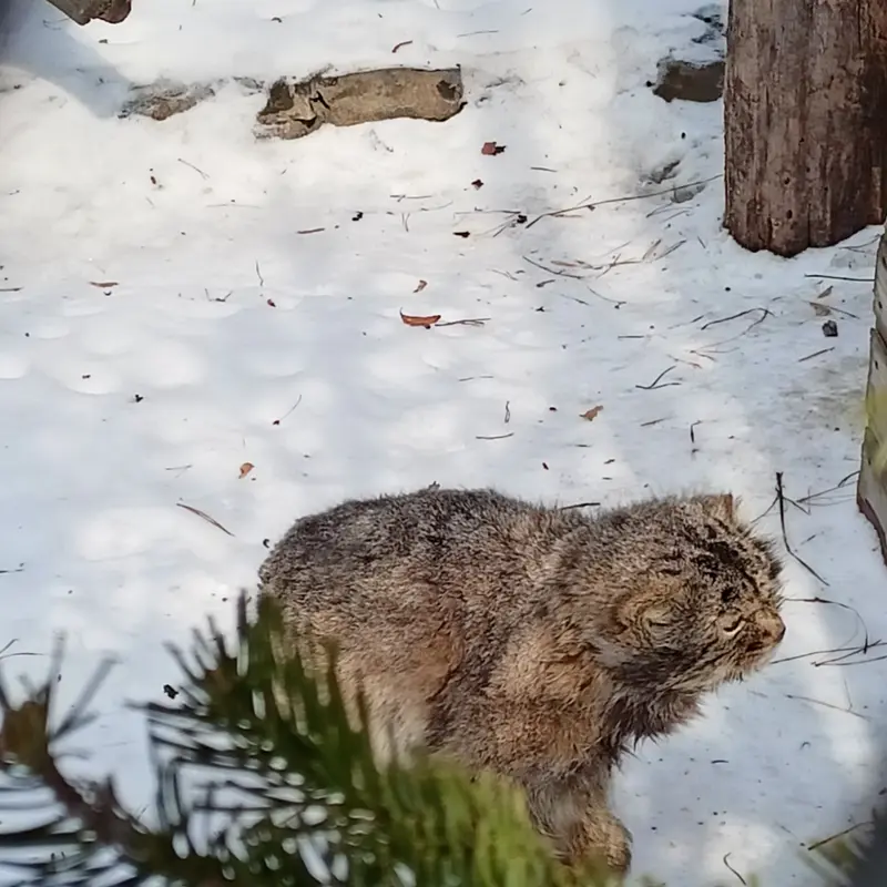 ノヴォシビルスク動物園のカラガンダの写真
